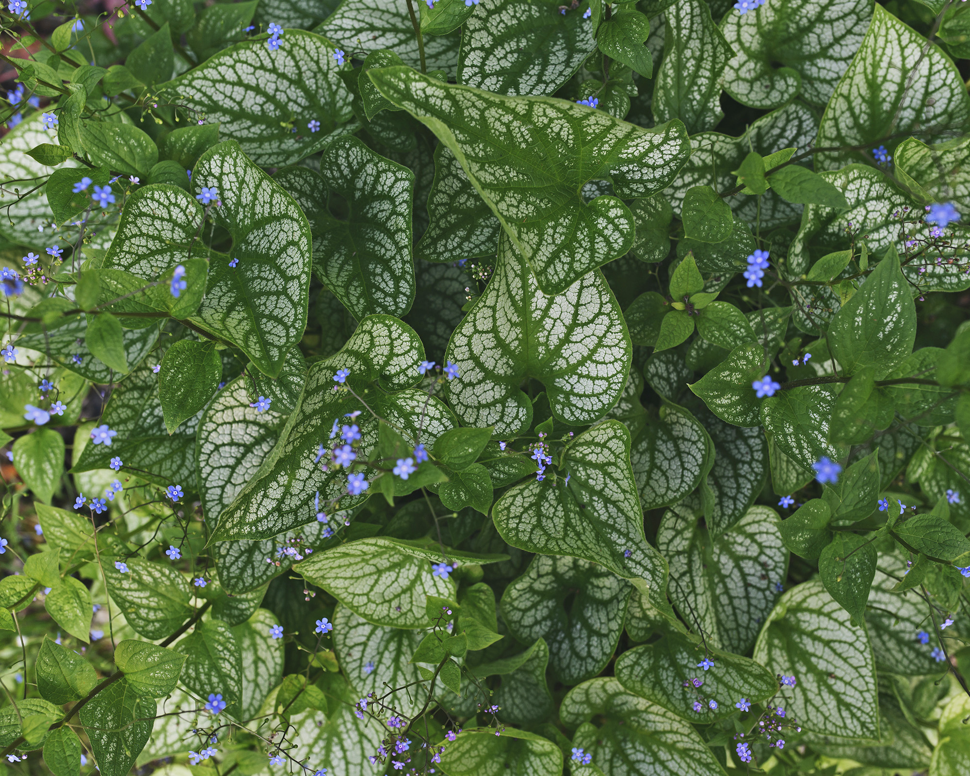 Heartleaf brunnera with small blue flowers
