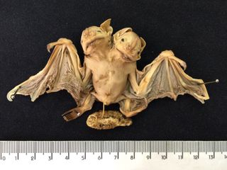 Because the researchers weren't actually present when the bat was discovered, they can't say for certain whether the bats were stillborn or still living when born. As seen in this photo, the placenta and umbilical cord are still attached.