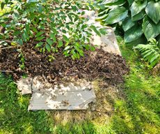 cardboard sheets as mulch on garden bed under trees near hostas