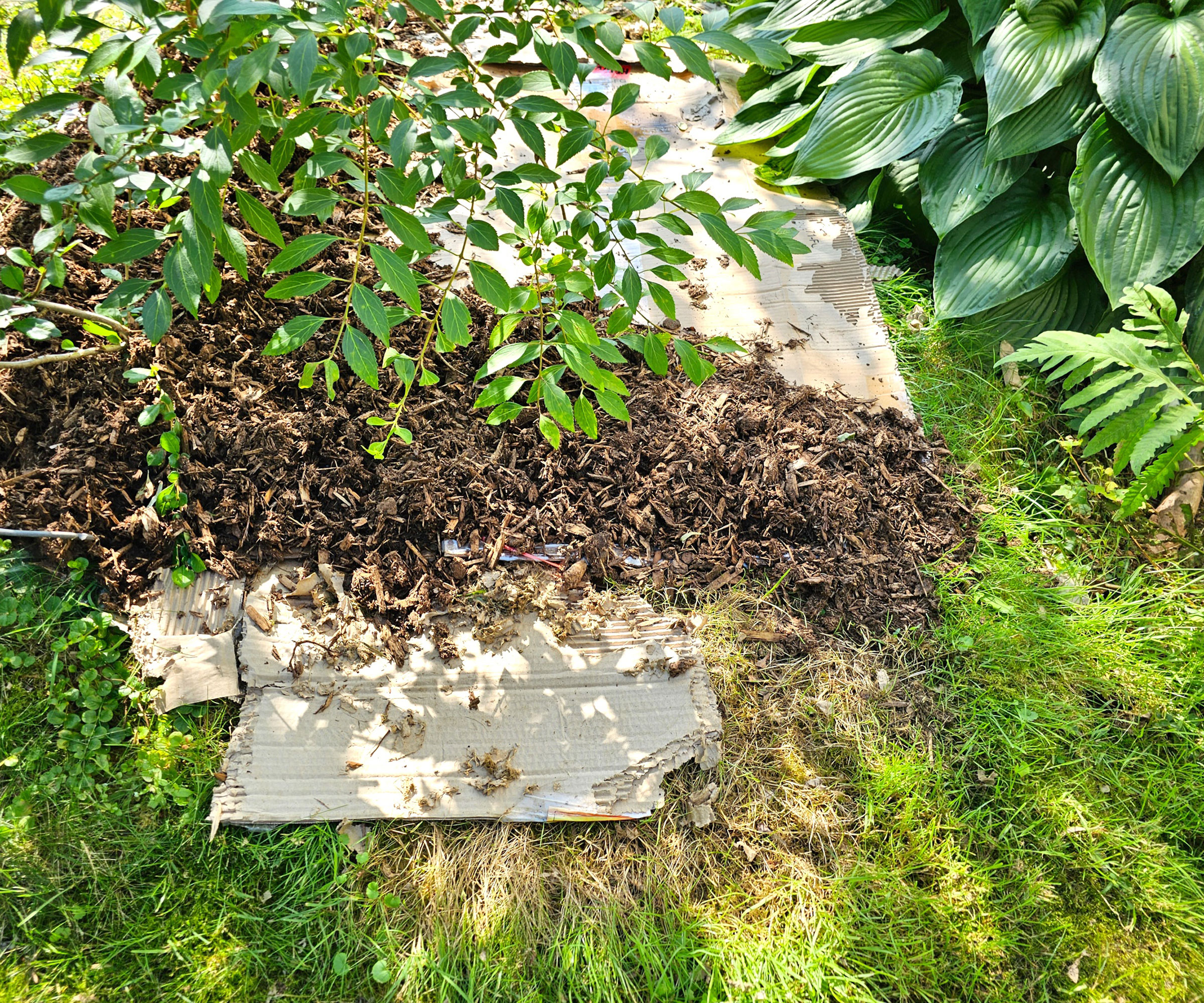 cardboard sheets as mulch on garden bed under trees near hostas