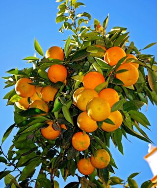 Oranges growing on an orange tree