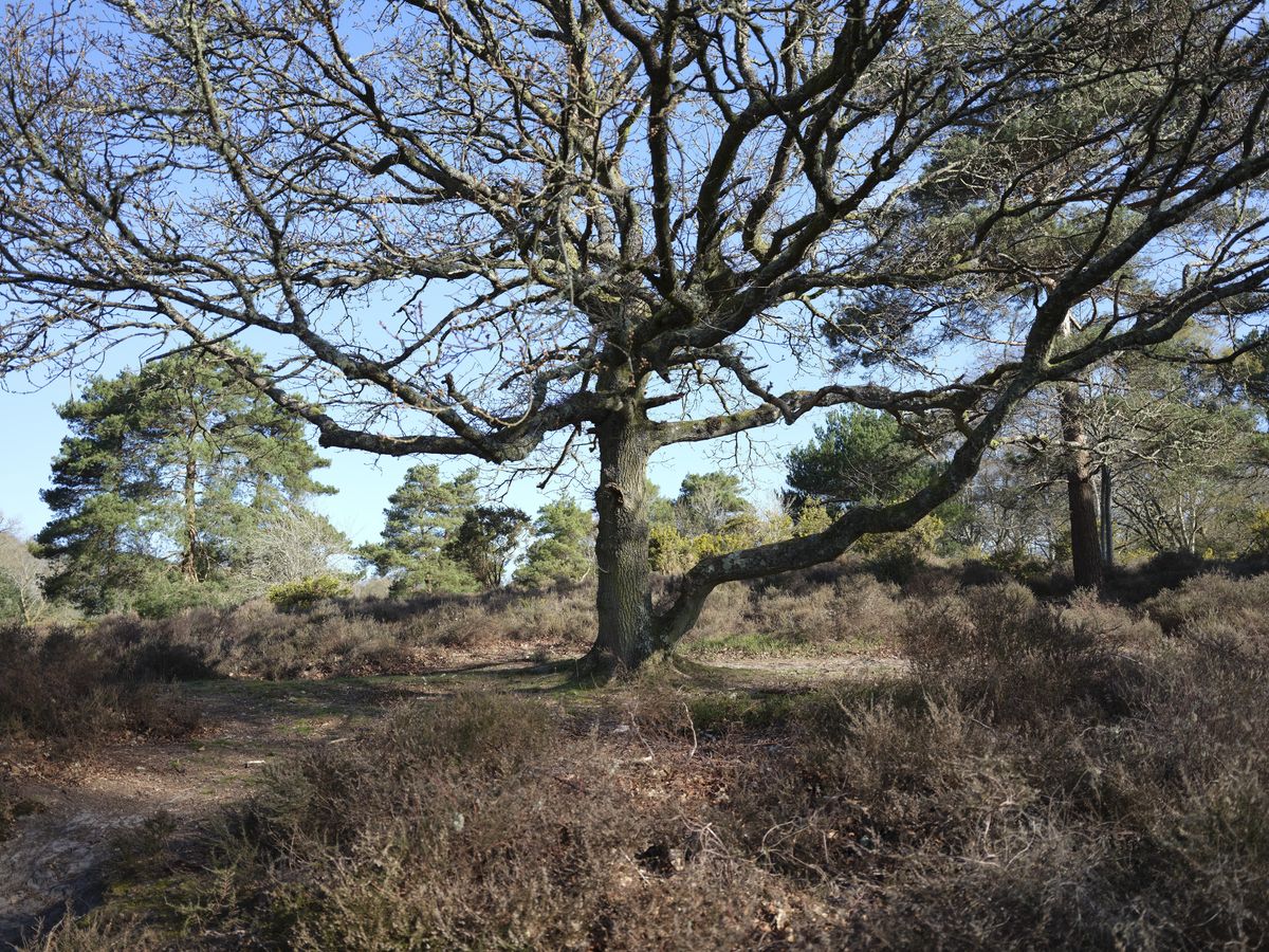 A large tree in an open common