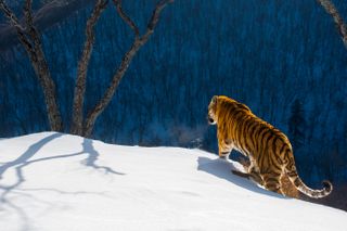 Photograph of a Siberian Tiger taken by wildlife photographer Sergey Gorshkov