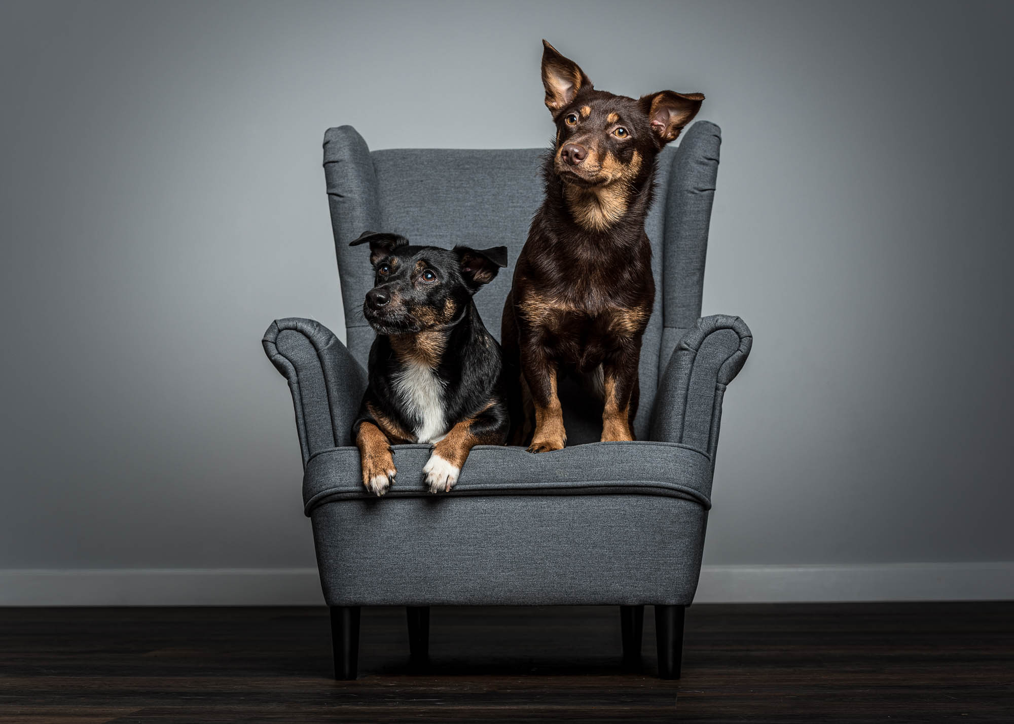 Two Lancashire Heelers, one black and tan and the other chocolate brown, sitting side by side on a grey armchair against a plain studio backdrop. The dogs look alert and curious, with one standing and one resting its paws on the chair’s arm