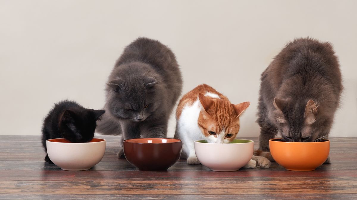 Kitten food vs cat food: Does it matter what you give a moggy? | PetsRadar