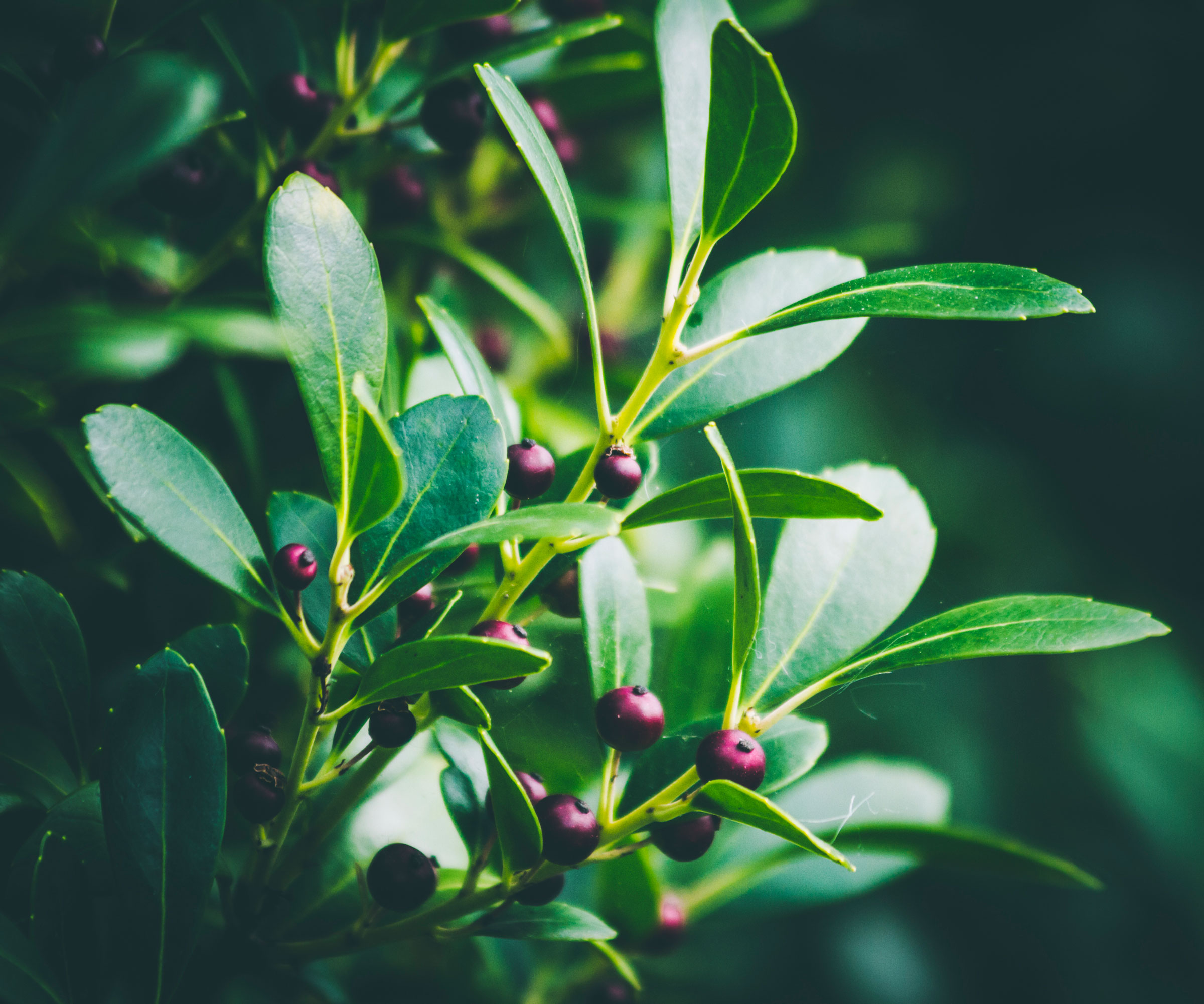 inkberry holly showing small dark berries