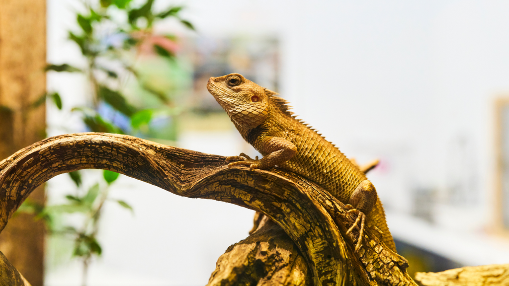 How long can bearded dragons go without heat? | PetsRadar - Heat Tolerance For Bearded Dragons