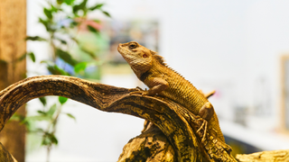 Bearded dragon sitting on a log with a lamp light on his body