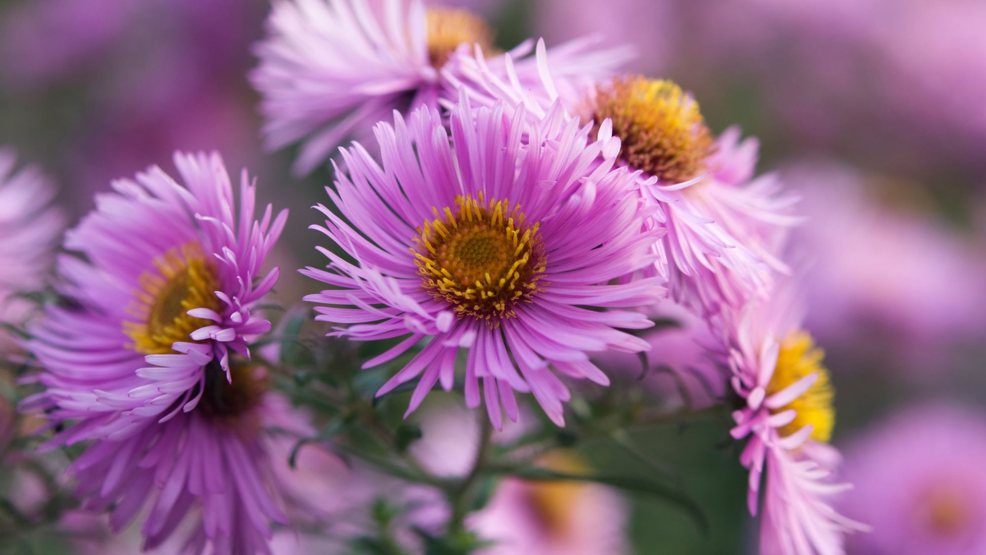 Aster, one of the longest-blooming perennials