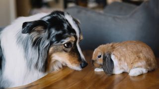 Dog and rabbit