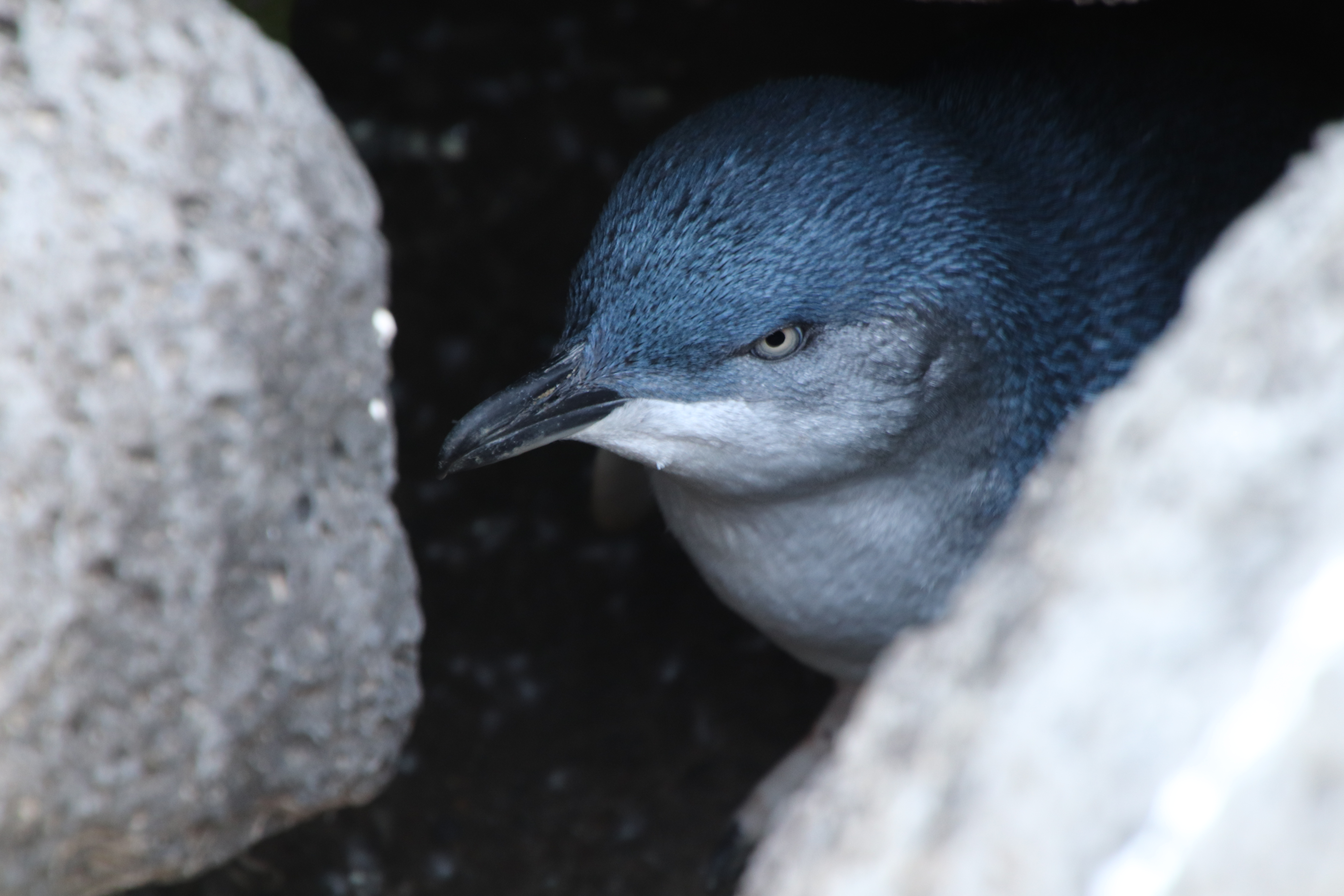 A suspicious penguin