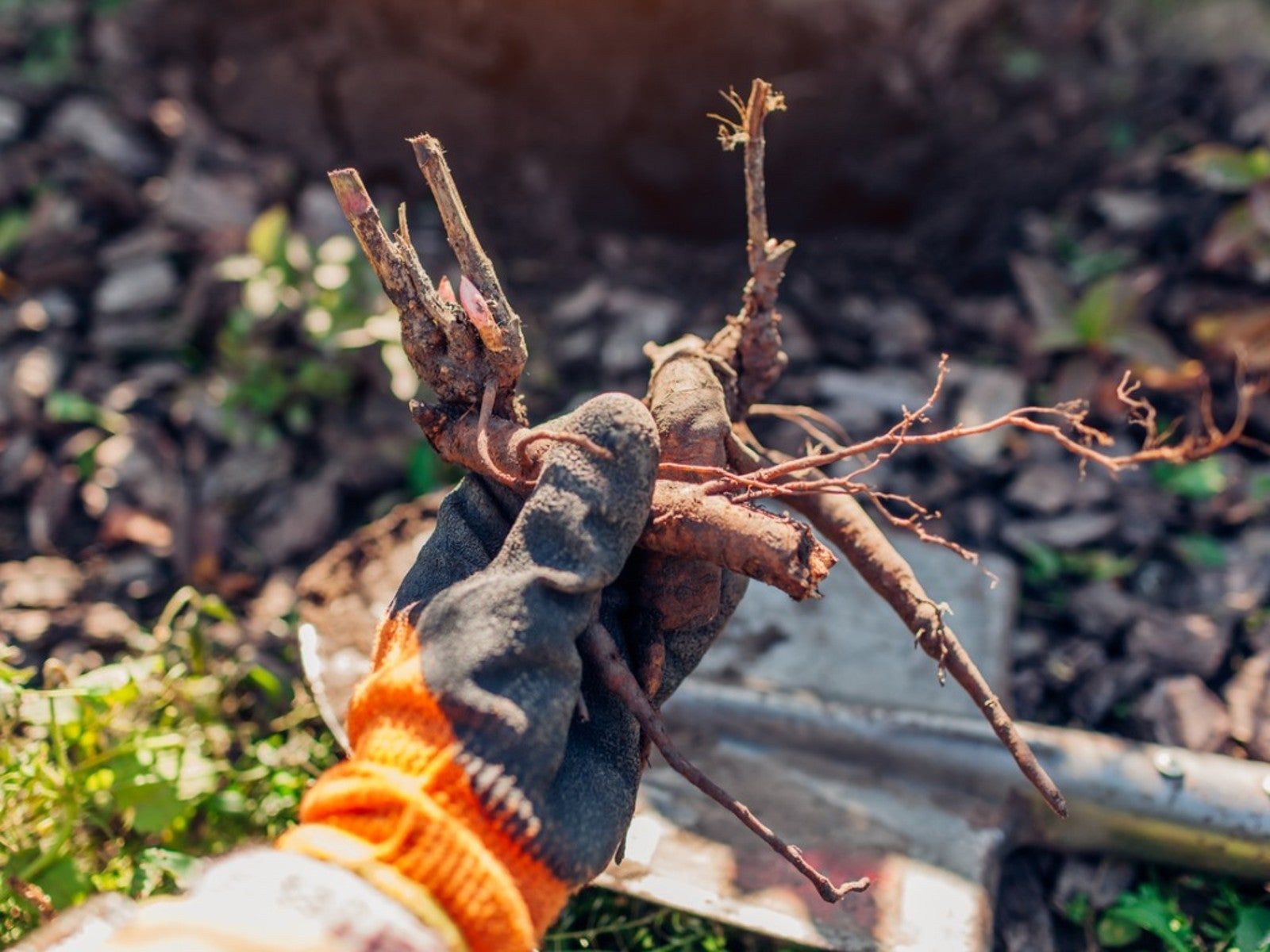 What To Look For When Buying Bare Root Plants | Gardening Know How