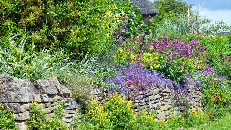 plants for retaining walls Vibrant pink, blue, yellow flowers in full bloom growing wildly in a cottage garden