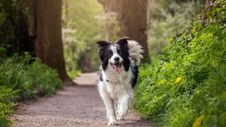 Happy dog walking through the woods