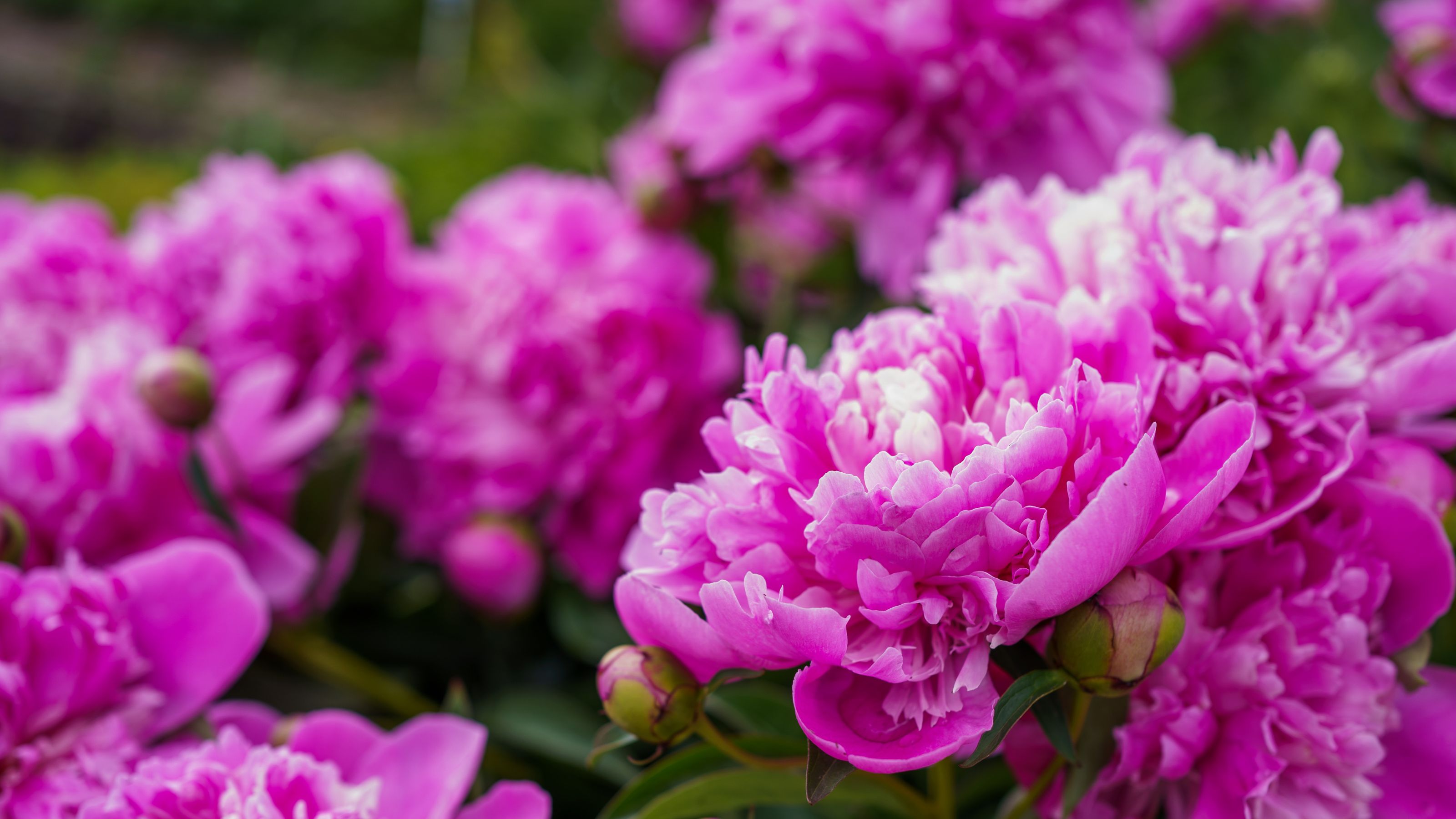 peonies in garden 