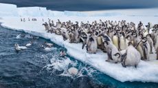 Emperor penguin chicks take their first swim in Atka Bay, Antarctica
