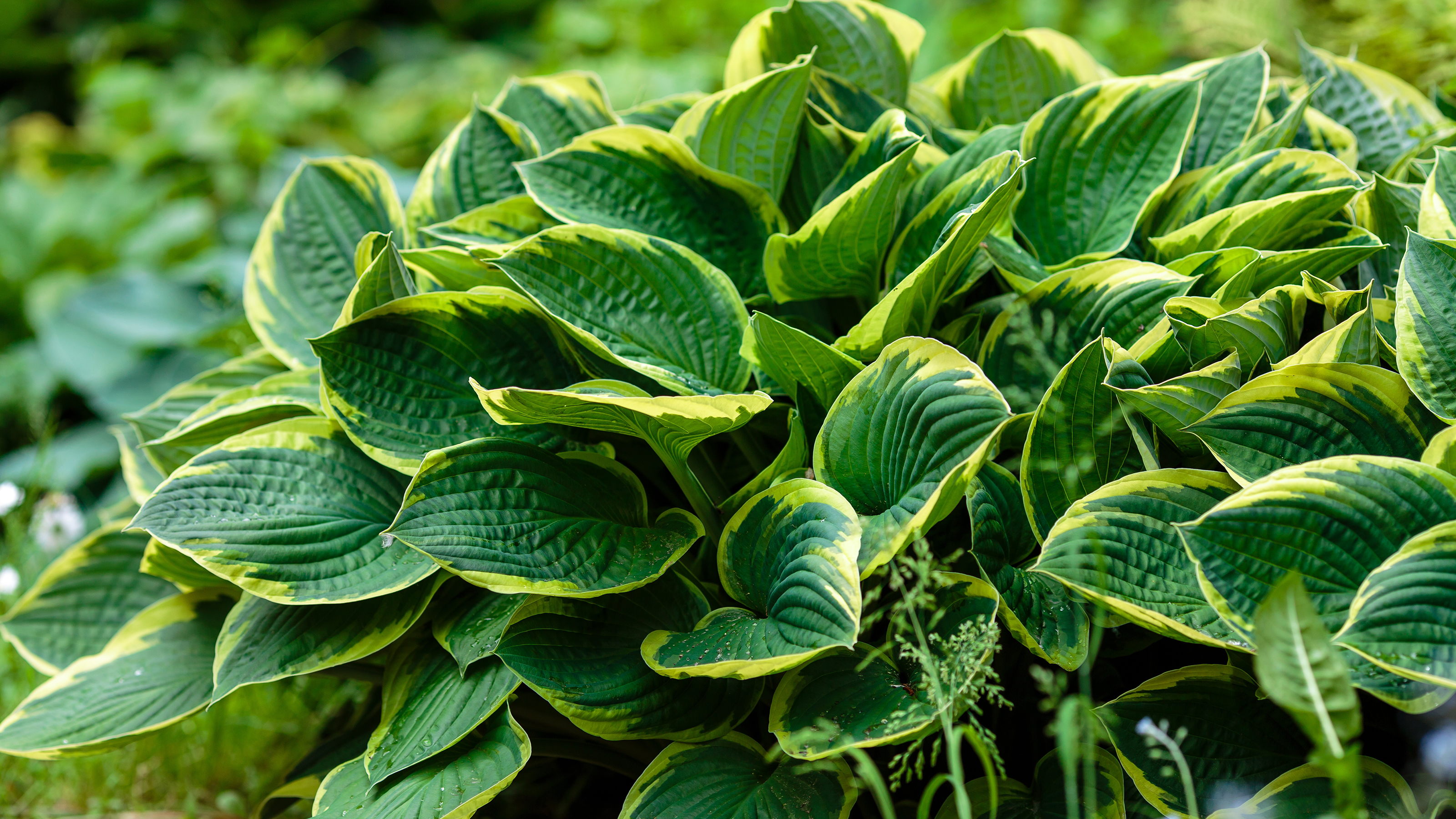 Flowers that love the rain hostas bush