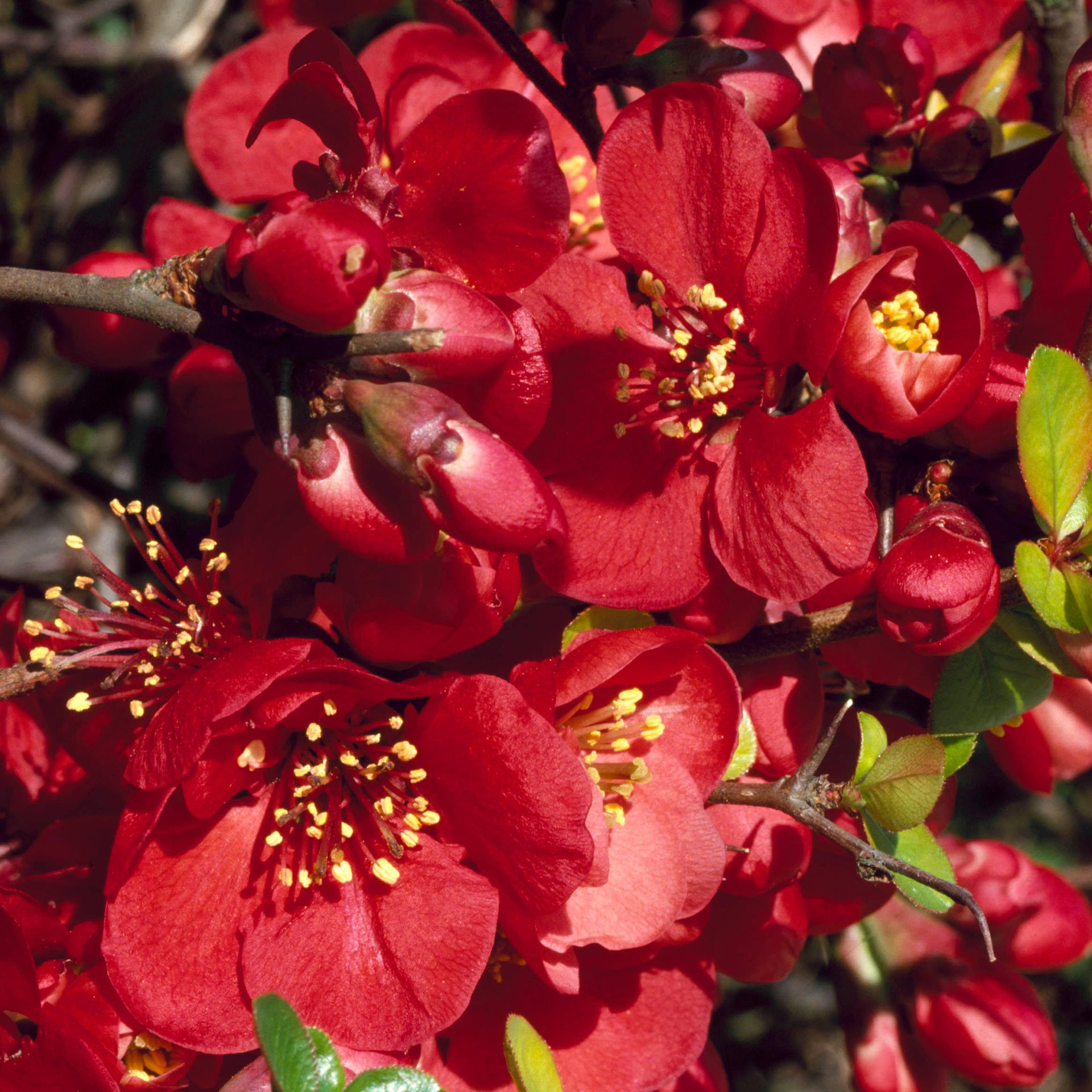 Chaenomeles 'knap Hill Secret' - 9cm Pot