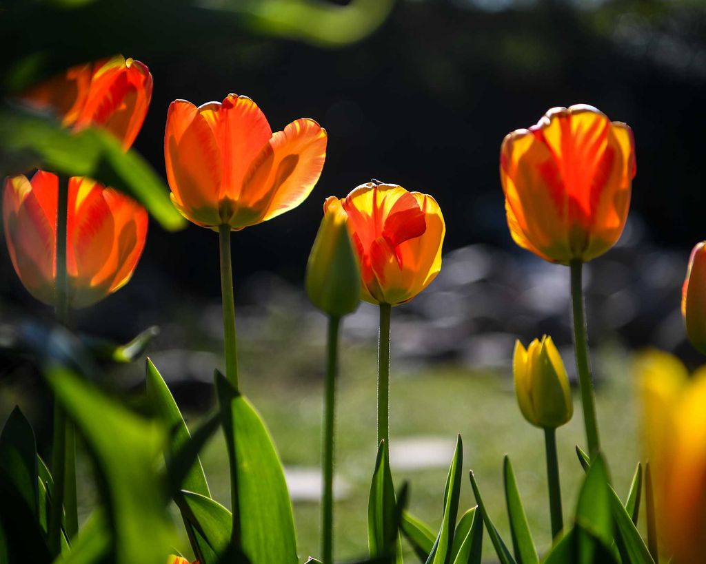 Best flowers to plant for Spring when to plant tulips, daffodils and