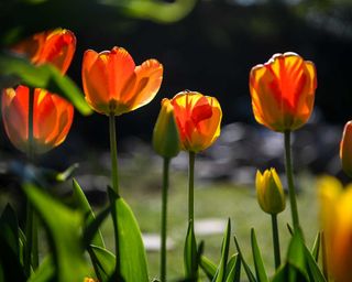 Best-flowers-to-plant-for-Spring-tulip