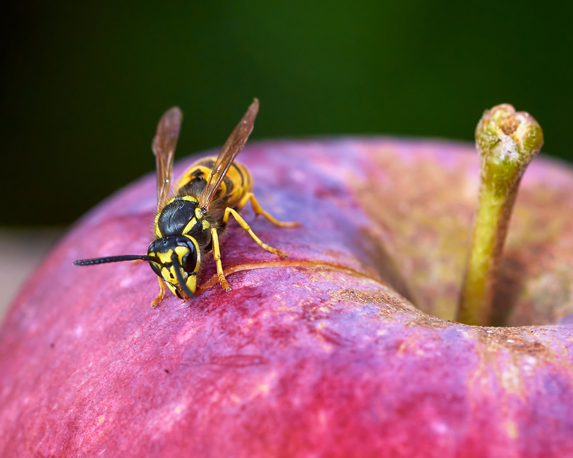 Yellowjacket wasp on an apple