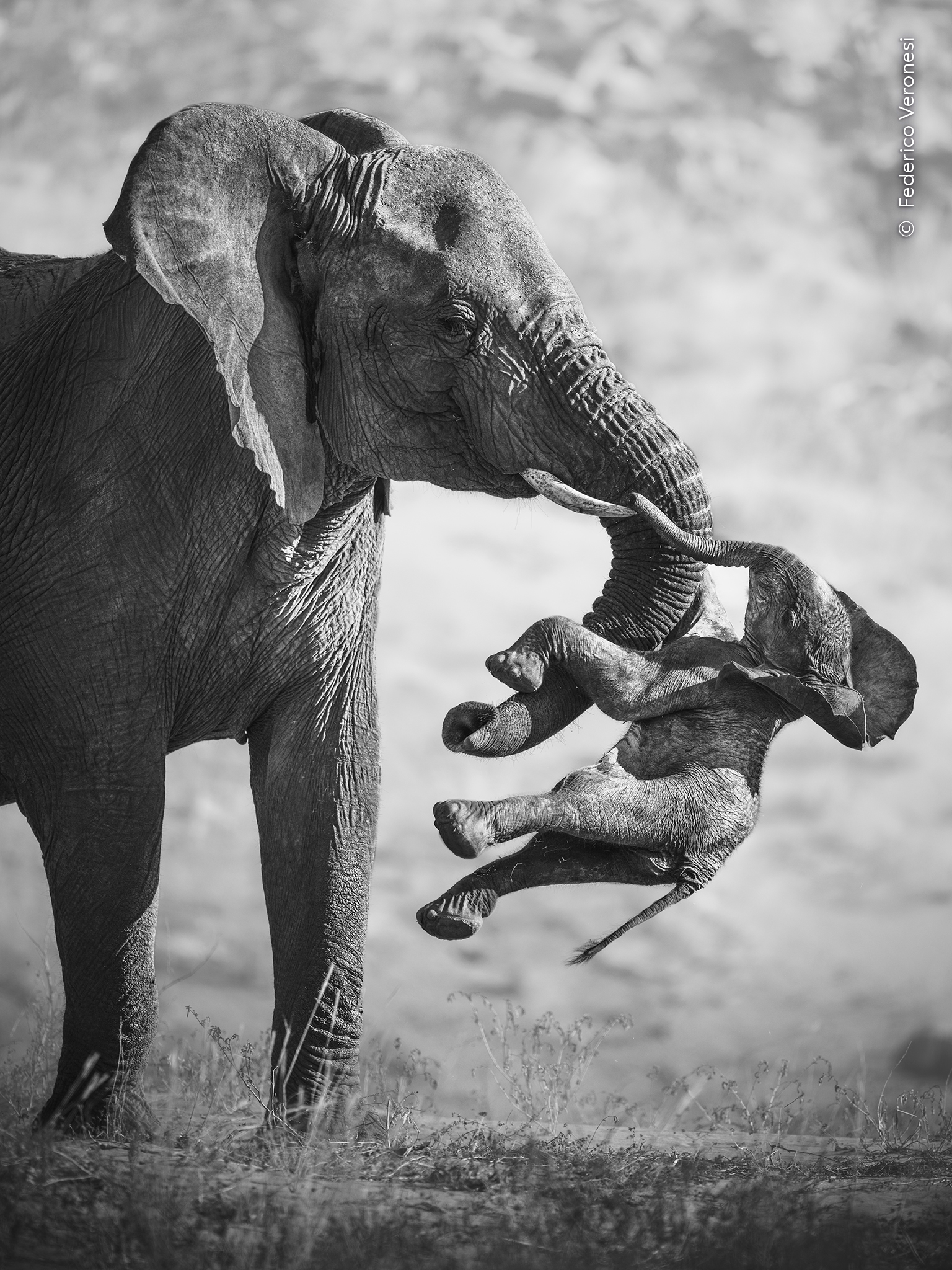 Black-and-white photo of an adult elephant lifting a deceasedl calf with its trunk and tusk