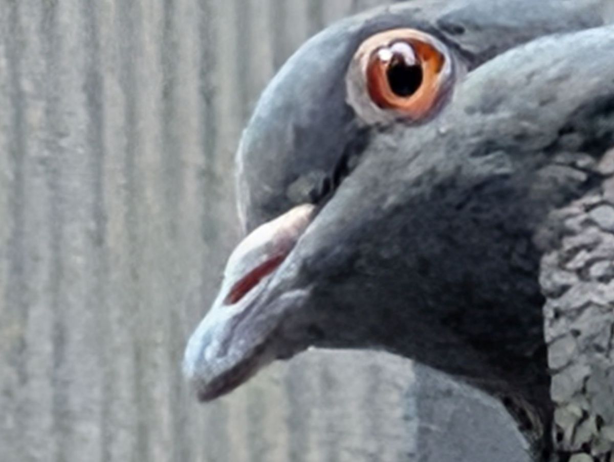 Google Pixel 10 Pro XL Pro Res Zoom sample.