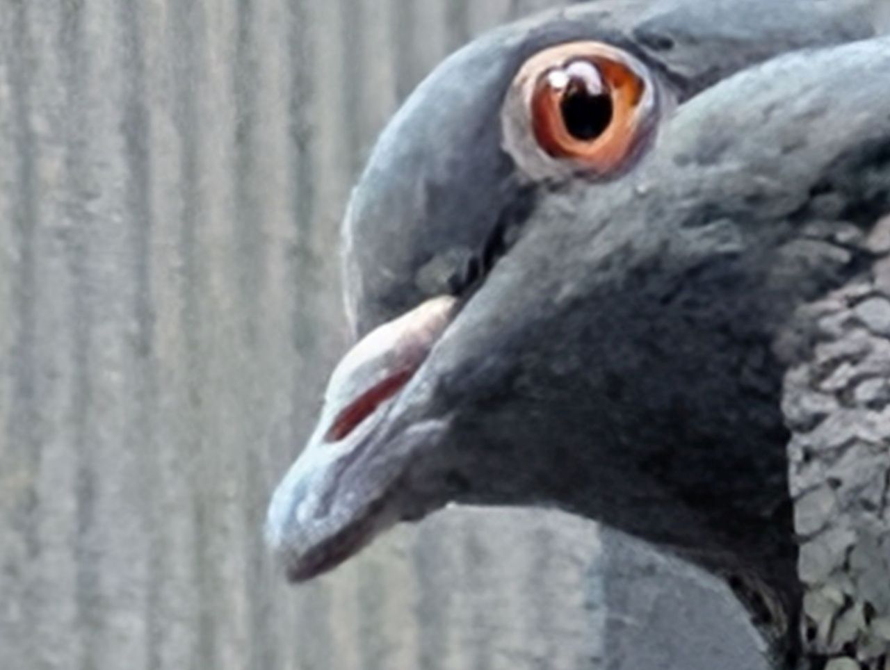 Google Pixel 10 Pro XL Pro Res Zoom sample.