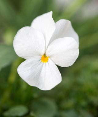 viola cornuta 'white perfection'