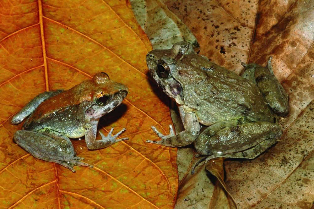 Sulawesi fanged frog