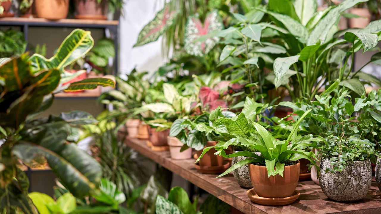 houseplants in store