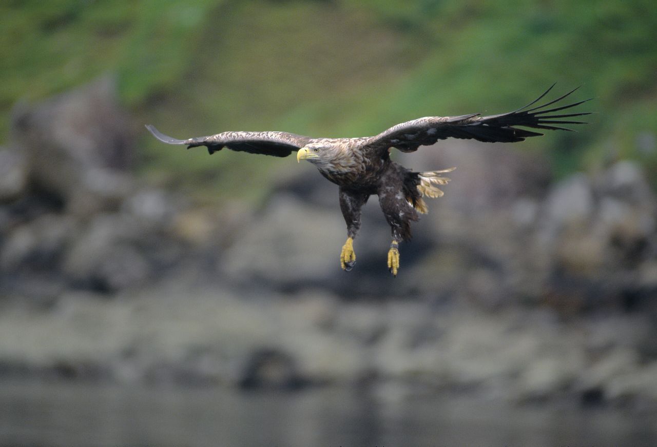 A White-tailed Sea Eagle (Haliaeetus albicilla) hunting on the Isle of Skye.