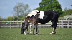 rescue horses M25 Redwings