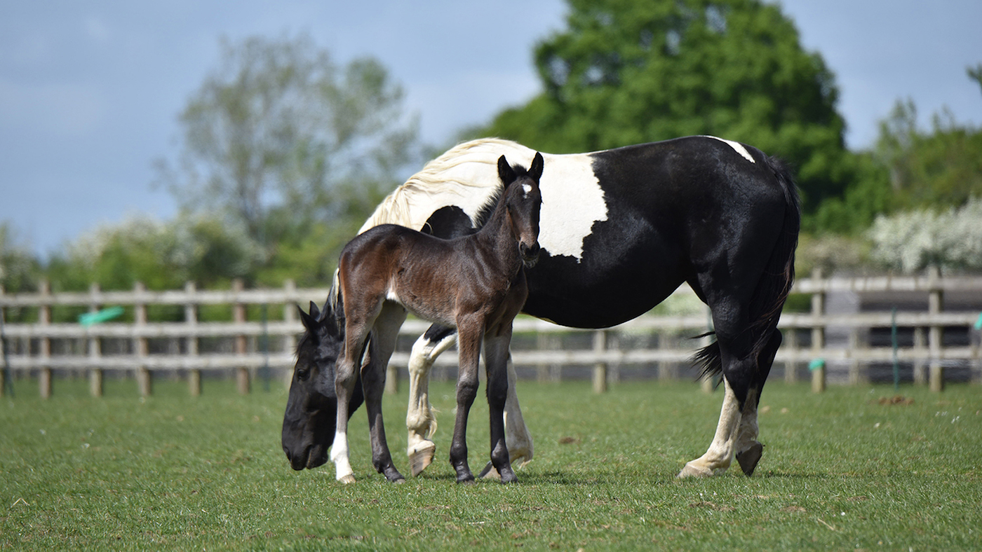 rescue horses M25 Redwings