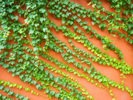 Leaf Drop On Boston Ivy