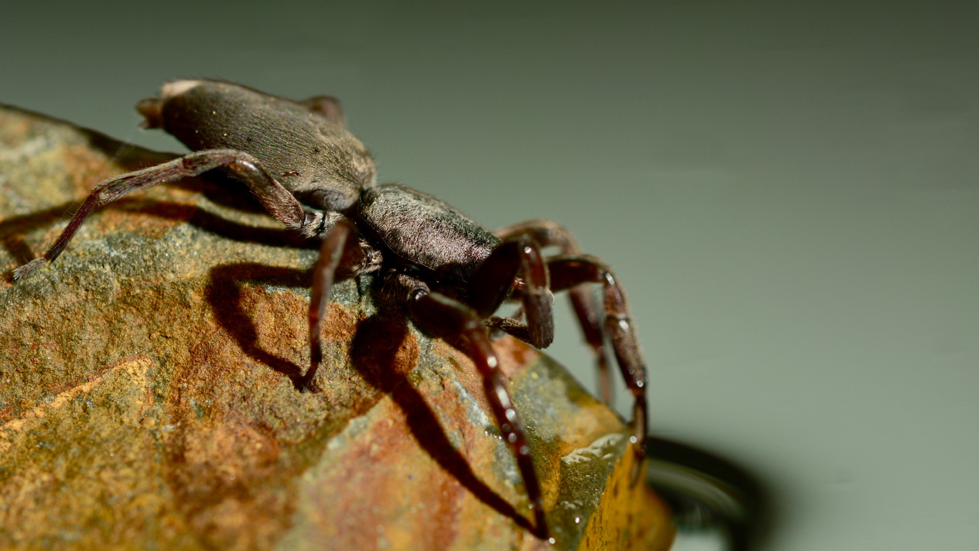 White-tailed spider