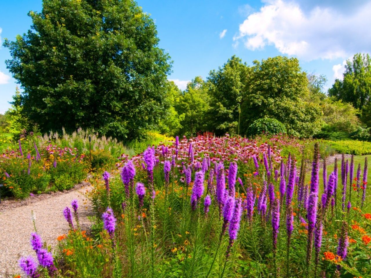 Blazing star and coneflowers growing along a dirt path with trees in the background