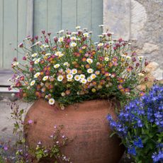 best low-maintenance plants for pots Mexican fleabane / daisies in rustic terracotta pot 