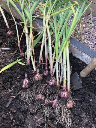 garlic grown in raised beds