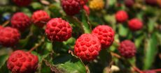 Cornus kousa