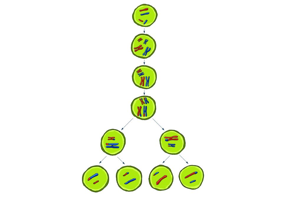 In meiosis chromosomes are copied, paired up and separated to create eggs or sperm.