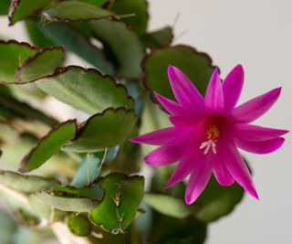 Easter cactus with bright pink flower
