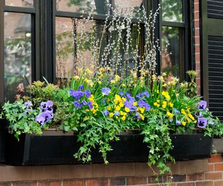 window box with pansies