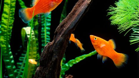32 best types of fish for first-time owners | PetsRadar