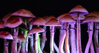 magic mushrooms, shrooms