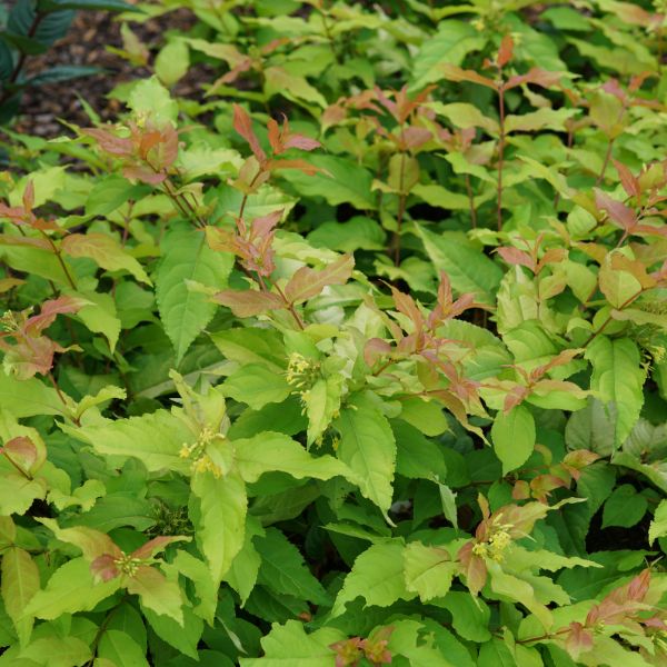 Kodiak Fresh® Bush Honeysuckle
