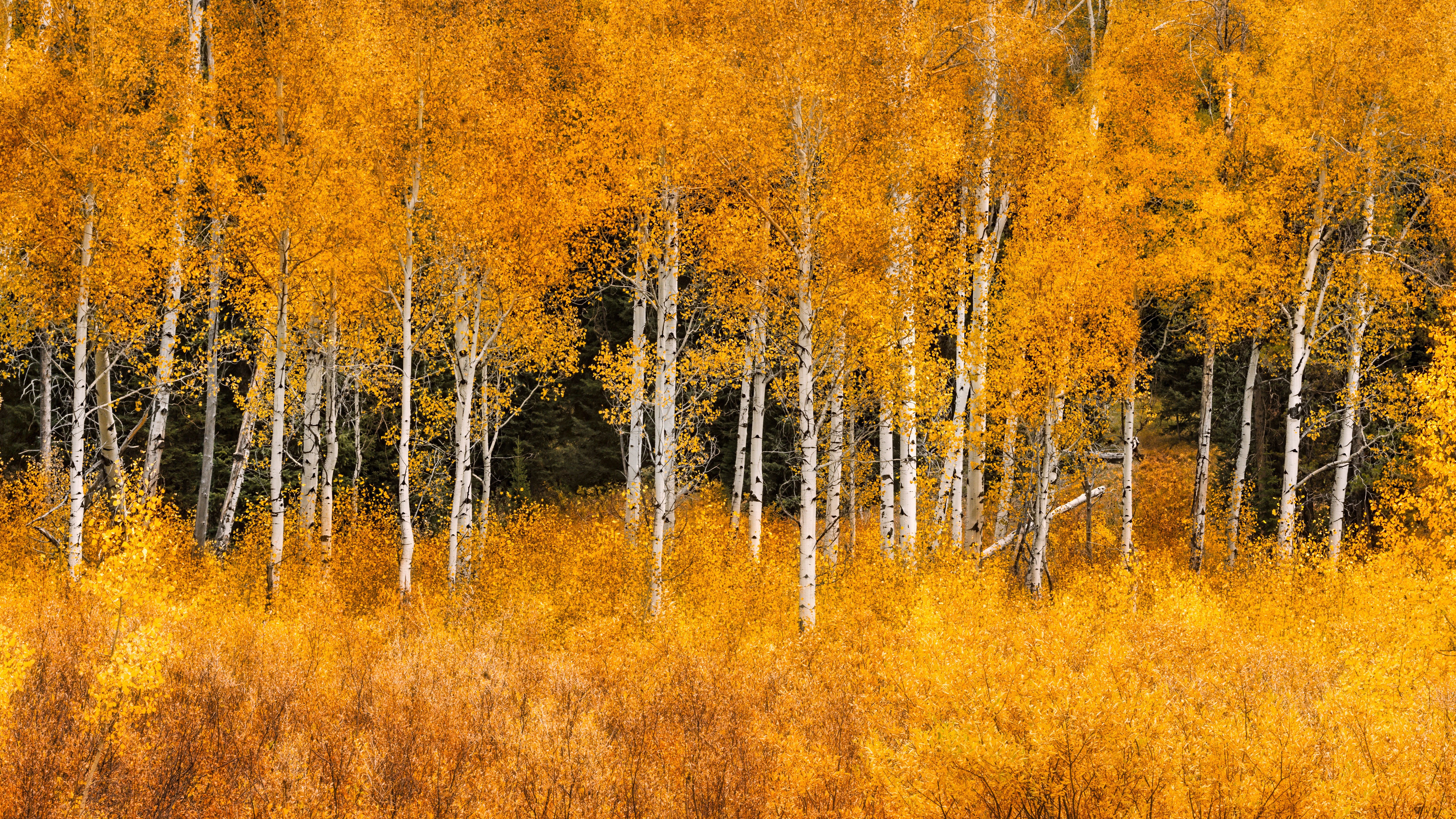 A grove of aspen trees.
