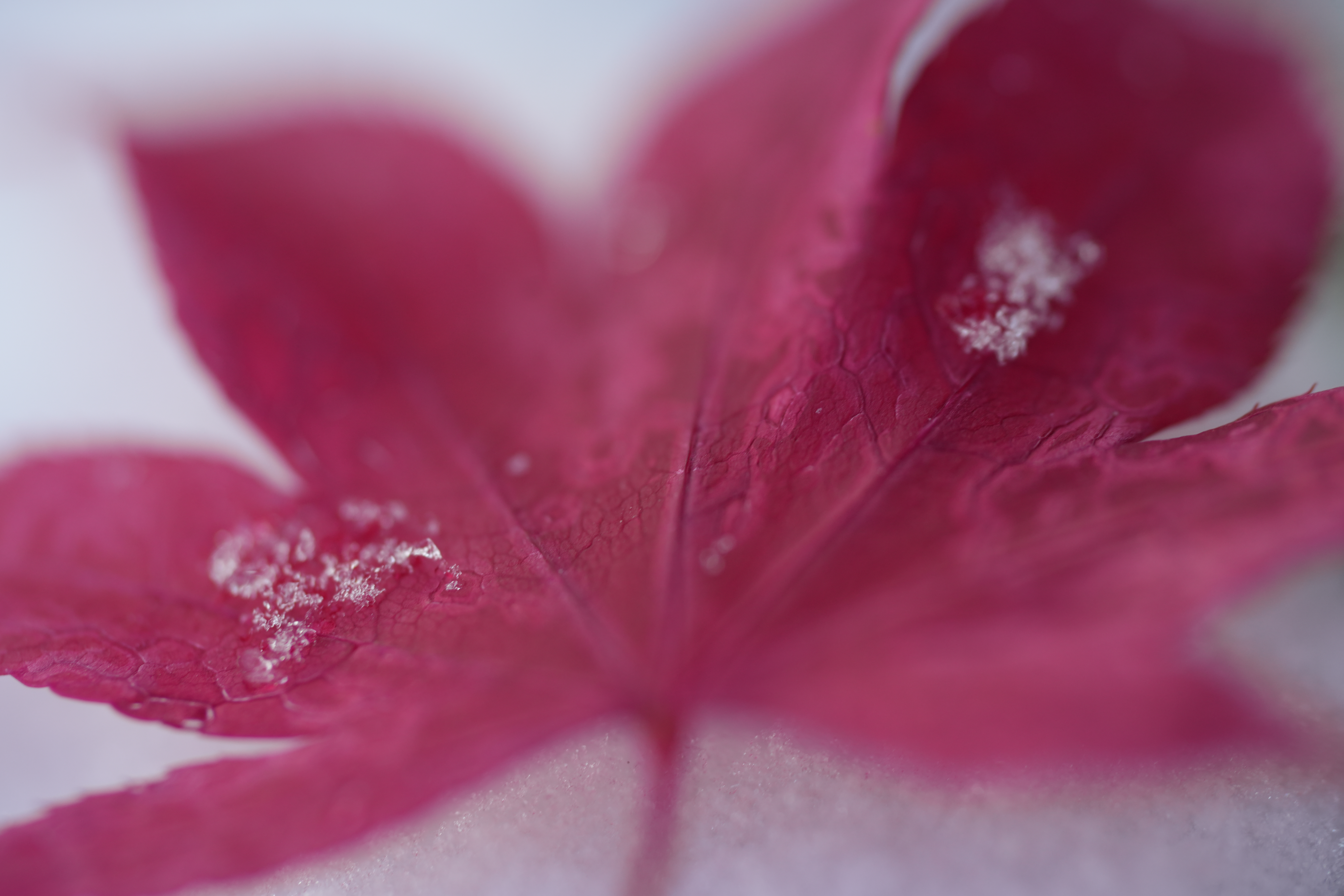 A snowy fall photograph taken with the Sony FE 100mm f/2.8 Macro GM OSS