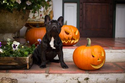 dog on Halloween in front of pumpkins