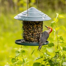 woodpecker on a bird feeder